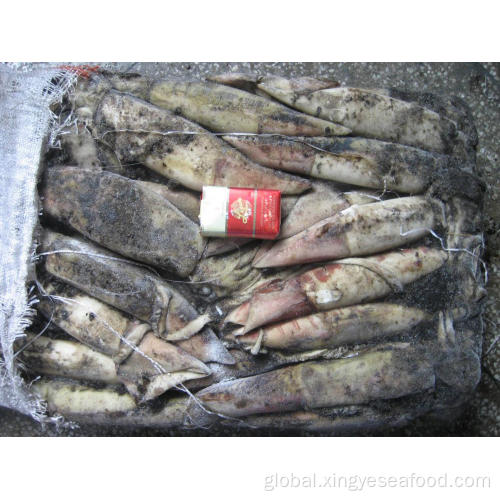 China [Ommastrepes Bartrami ] Frozen North Pacific Squid1000-2000g Supplier